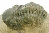 Curled Reedops Trilobite - Atchana, Morocco #377001-1